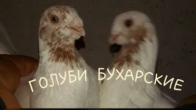 Бухарские #Голуби БЕКА ГОЛУБИ #Tauben #Pigeons - YouTube