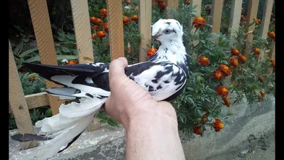 Pin by Oleg Valerich on \"Uzbek pigeons\" \"Узбекские голуби\". | Pigeon,  Animals, Favorite