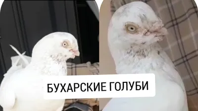 Kok-udy\". \"Кок-уды\". | King pigeon, Pigeon, Animals