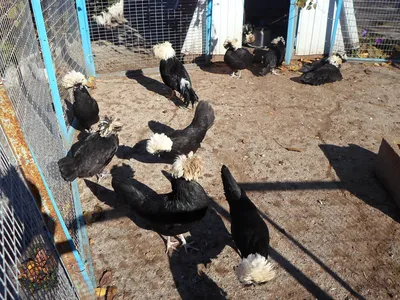 Группа «\"Узбекские лётно-игровые голуби\". \"Uzbek flying-playing pigeons\".»  | Facebook