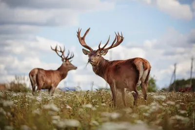 Бухарский олень, Хангул, Cervus elaphus bactrianus, Bactri… | Flickr