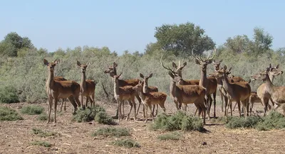 Photos of Central Asia / Фото Центральной Азии - Бухарский олень / Cervus  elaphus bactrianus photo by Катерина Клипинина (Katerina Klipinina) |  Facebook