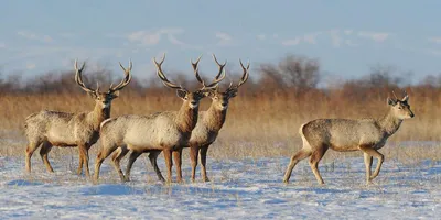 Бухарский олень (Красная Книга Казахстана) · iNaturalist