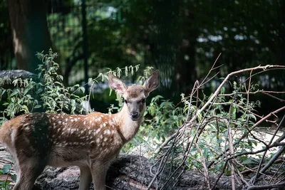 Cervus elaphus bactrianus - Wikimedia Commons