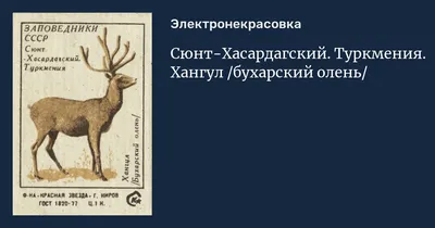 Афганские браконьеры застрелили редкого бухарского оленя | Новости  Узбекистана, России, Казахстана, Украины, Белоруссии - Вести.UZ