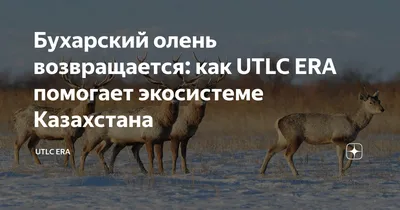 В заповеднике \"Рамит\" восстанавливают популяцию бухарских оленей -  24.06.2016, Sputnik Таджикистан