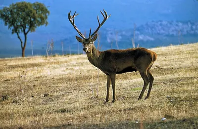 Бухарский олень | The Central Asian Mammals and Climate Adaptation (CAMCA)  project : The Central Asian Mammals and Climate Adaptation (CAMCA) project