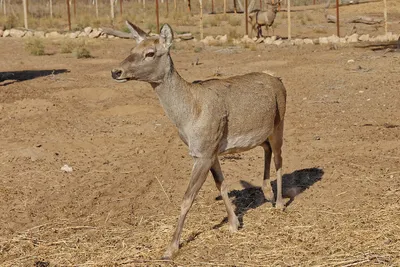 Бухарский олень | The Central Asian Mammals and Climate Adaptation (CAMCA)  project : The Central Asian Mammals and Climate Adaptation (CAMCA) project