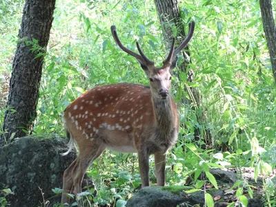 Благородный олень (Cervus elaphus) - Природный парк Олений