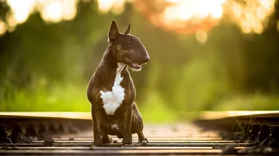 Бультерьер: все о собаке, фото, описание породы, характер, цена