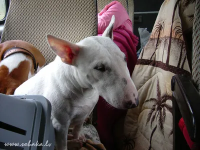 SOBAKI.PRO | Породы собак | Бультерьер | Фото 1164