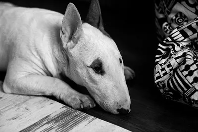 Фотография Бультерьер собака животное