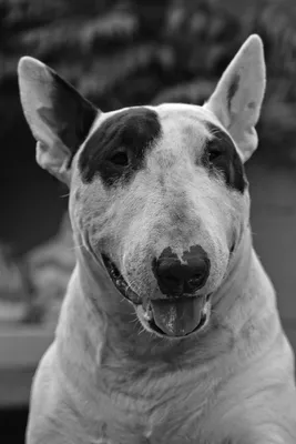 Собака Бультерьер - Бесплатное фото на Pixabay