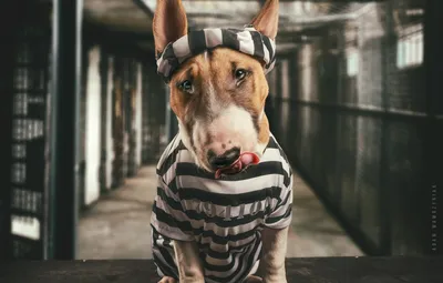Обои морда, собака, тюрьма, Бультерьер, заключённый картинки на рабочий  стол, раздел собаки - скачать