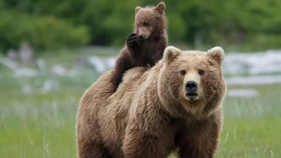 Сибирский бурый медведь (Ursus arctos). Подробное описание экспоната,  аудиогид, интересные факты. Официальный сайт Artefact