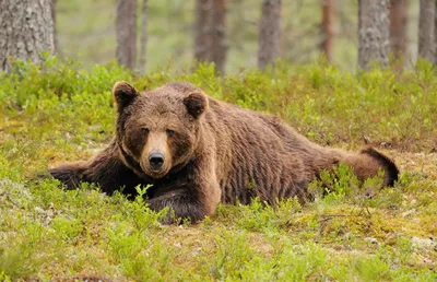 Бурый медведь занял пустой дом на Камчатке - РИА Новости, 19.04.2023