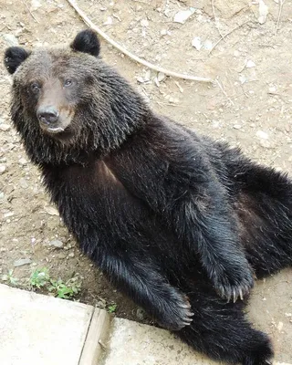 Камчатский бурый медведь у реки Гейзерной в Долине гейзеров на Камчатке |  Фотографии: камчатский бурый медведь | Фотографии Камчатки | Камчатский  край, Петропавловск-Камчатский — краеведческий сайт о Камчатке: история  Камчатки, география и