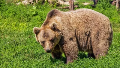 Бурый медведь бурый медведь в …» — создано в Шедевруме