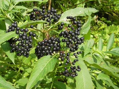 Бузина черная Sambucus nigra Aurea - Diamond Garden
