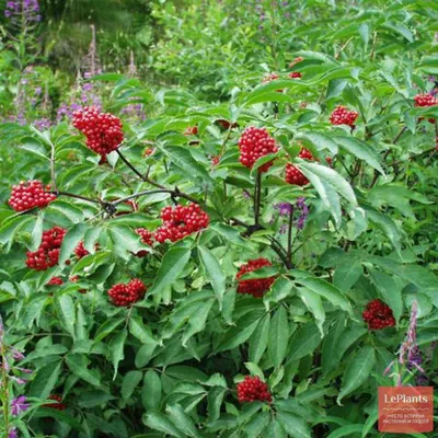 Бузина кистевидная (Sambucus racemosa) — описание, выращивание, фото | на  LePlants.ru