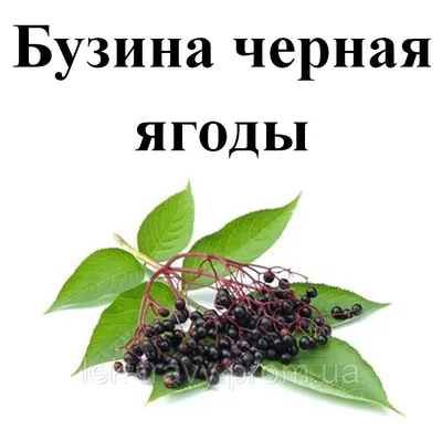 Купить Бузина черная, плоды сушенные, 50 грамм, цена 25 грн — Prom.ua  (ID#1211260091)