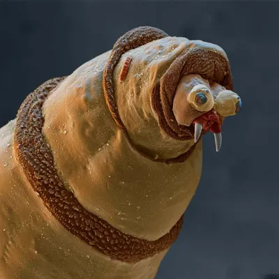 Всем няшек пацаны, или 15 удивительных созданий которых не разглядеть без  микроскопа