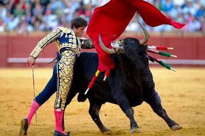 Коррида — бой быков (Corrida de Torros). Испания по-русски - все о жизни в  Испании