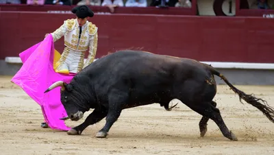 Коррида в Испании – час быка. | Libero Leons Finance | Дзен