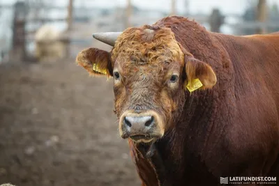 Продаю.ангусы все бычки 4 голов бодрые: 45000 KGS ᐈ Коровы, быки | Бишкек |  55178338 ➤ lalafo.kg