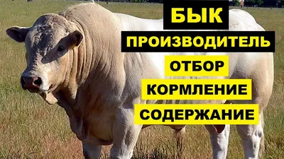 Стадный инстинкт: фоторепортаж с ферм Агрикор Холдинга — Latifundist.com