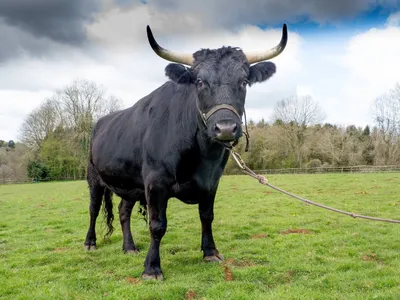 При взгляде на этого быка с кольцом в носу что-то холодеет внутри! 🐮 🐂 🐄  | Фотоблог №1005001 | Дзен