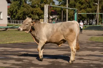 Животноводство - 🐂Бык-Производитель 📸Джунгар💪во всей... | Facebook