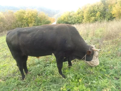 Большая домашняя фирма финансов Высококачественная бронзовая скульптура  подарит богатство на складе бык карьерный успех на удачу бык статуя |  AliExpress