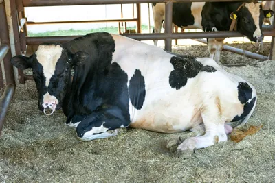 Продам быка голштинской породы: 1 000 000 тг. - Коровы и быки Костанай на  Olx