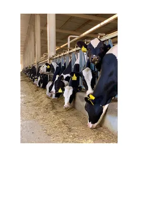 Голландская порода коров - 88 фото