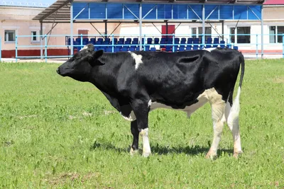 Simmental cattle breed — WinnerAgro