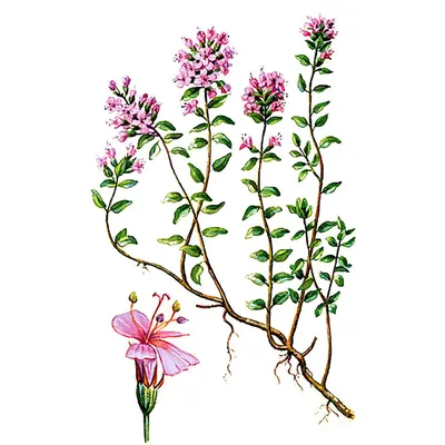 Чабрец (Тимьян ползучий) (Thymus serpyllum L) * Дикоросы