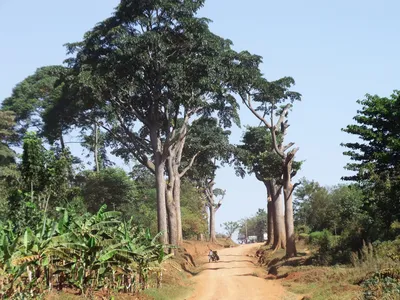 Ироко – дерево и древесина – Milicia excelsa, M. regia