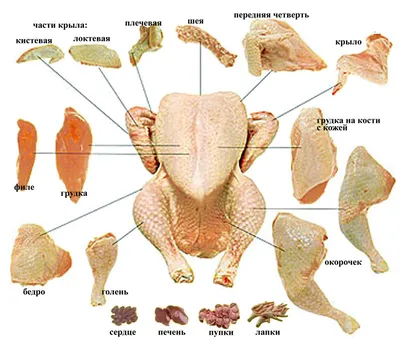 Части курицы фото