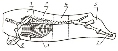 Задняя четверть свиной туши с доставкой на дом в Алматы | BARON — фирменный  интернет-магазин.