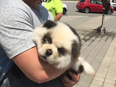 CHOW CHOW PANDA 73 curtidas, 2 comentários - Patrizia M. (@patriziamercia_)  no Instagram: “I WANT A CHOWCHOWPANDA 🐼😍 #inlove #chowchowpanda” | Perros