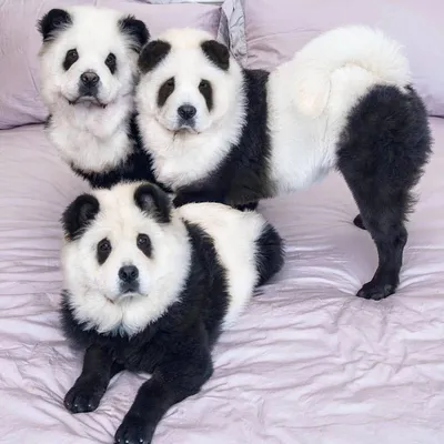 Man who dyed a chow chow black and white to look like a panda is being  investigated by police | indy100 | indy100