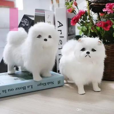 Chow Chow | PDF