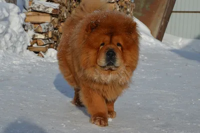 Фотографии Чау Чау собака Зима Рыжий Животные