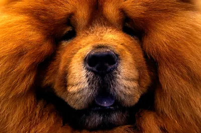 Чао-чао – собака из Китая. Все о породе, цена, фото.