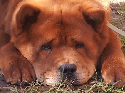 Фото Чау Чау собака рыжая морды смотрят животное