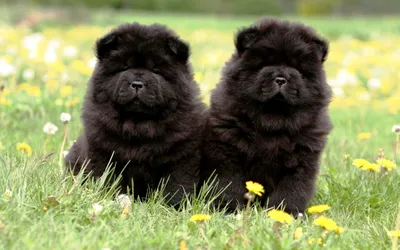 Картинка Чау-чау черные » Собаки » Животные » Картинки 24 - скачать картинки  бесплатно