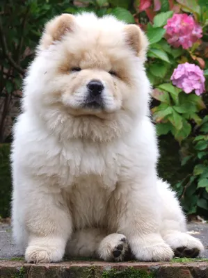 Собаки породы чау-чау (фото): своенравный домашний лев Смотри больше  http://kot-pes.com/sobaki-porody-chau-chau-foto-svoenr… | Cute dogs, Fluffy  dogs, Cute puppies