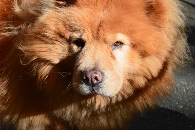 Картинки Чау Чау собака рыжая Морда Голова смотрят животное