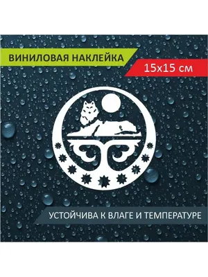 Волк охранял в лесу тело ученика школы хафизов до прихода людей — СМИ | ИА  Красная Весна